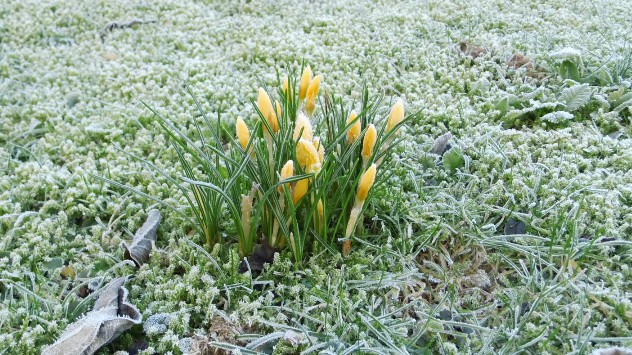 Gelbe Krokusse auf einer gefrorenen Wiese