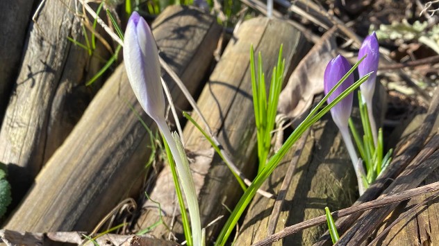 Auch lilafarbene Krokusse kämpfen sich Richtung Sonne. 