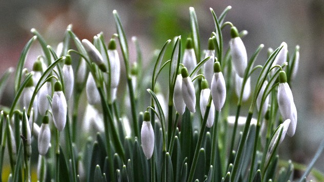 Einige Schneeglöckchen