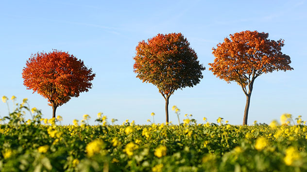 Bunte Blätter Bäume Herbst 