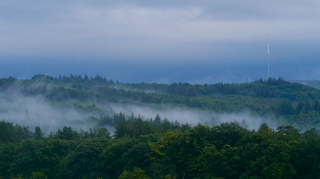 Fog pictured flowing between forest trees from a high vantage point.