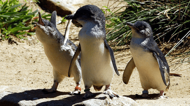 Tres ejemplares juveniles de pingüino korora, también llamado pingüino azul o del hada.