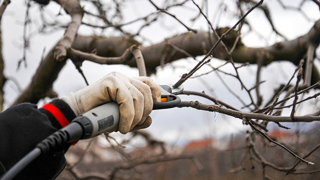 Eine Person schneidet mit einer elektrischen Astschere einen kahlen Zweig zurück – typischer Winterschnitt an Obstbäumen bei bewölktem Himmel.
