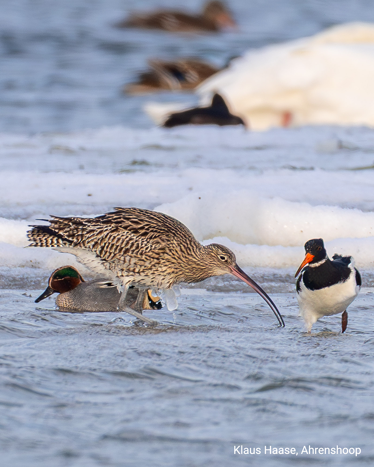Watvögel stehen in eisigem Flachwasser zwischen Eisschollen. Kalte Winterbedingungen an der Küste.