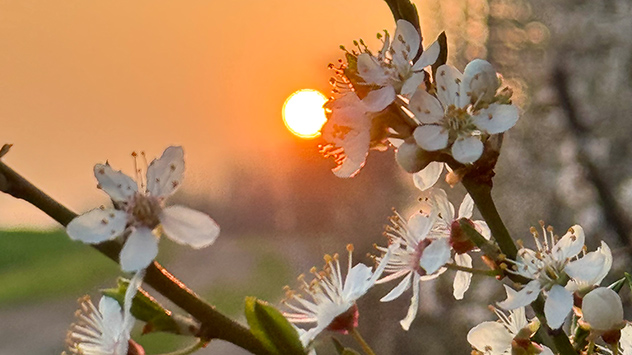 Blühende Obstbäume am Abendhimmel