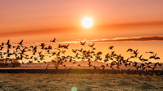 Wildgänse am Morgenhimmel