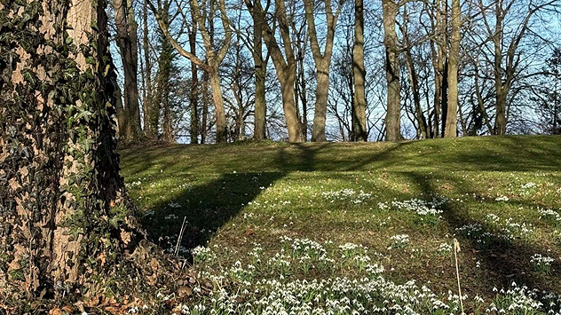 Frühlingshafte Parklandschaft in Aachen mit vielen blühenden Schneeglöckchen unter kahlen Bäumen bei Sonnenschein.