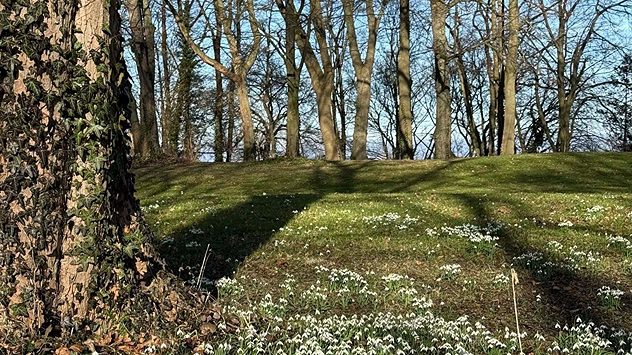 Frühlingshafte Parklandschaft in Aachen mit vielen blühenden Schneeglöckchen unter kahlen Bäumen bei Sonnenschein. (c) Alper Ouzeir