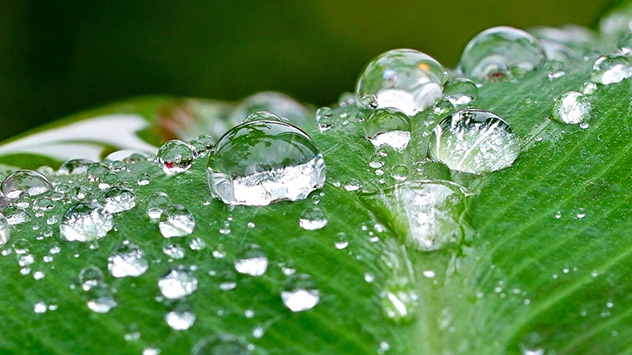 Auf den Blättern liegen dicke Regentropfen.