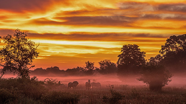 In den Tangerniederungen bei Bölsdorf in Sachsen-Anhalt wird der Bodennebel von der aufgehenden Sonne angeleuchtet. 