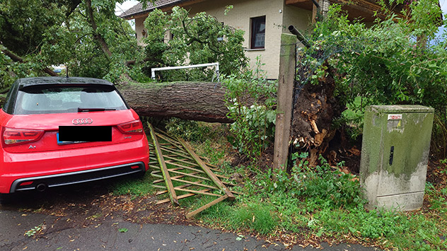 In Erfurt richten die Gewitter große Schäden an. Einige Bäumen stürzen um.