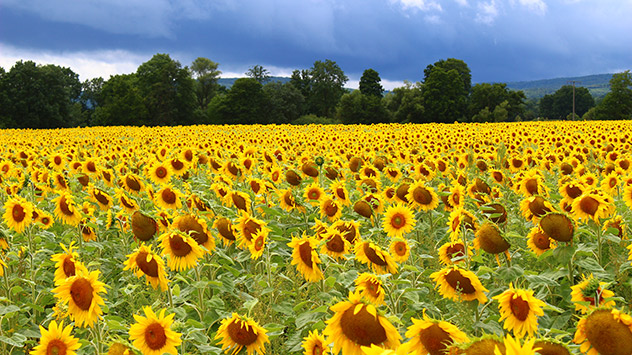 Mitte August ist auch die Zeit der Sonnenblumen. Die gelben Farben ergeben mit dunklen Wolken ein kontrastreiches Bild. 