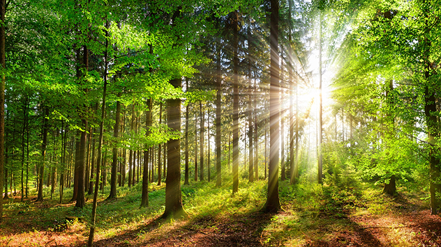 Dense green forest with tall trees as bright sunlight streams through the canopy, casting long shadows across the leafy ground.