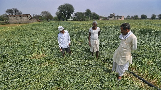 Unseasonal Rains Damage : Crop Losses in Maharashtra and Gujarat ...