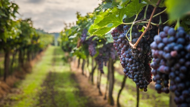 vineyard.jpg
