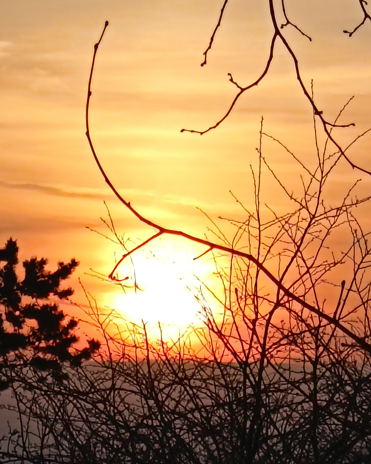 Bright orange sunset low on the horizon with glowing sun partially obscured by silhouetted tree branches and a warm gradient sky.