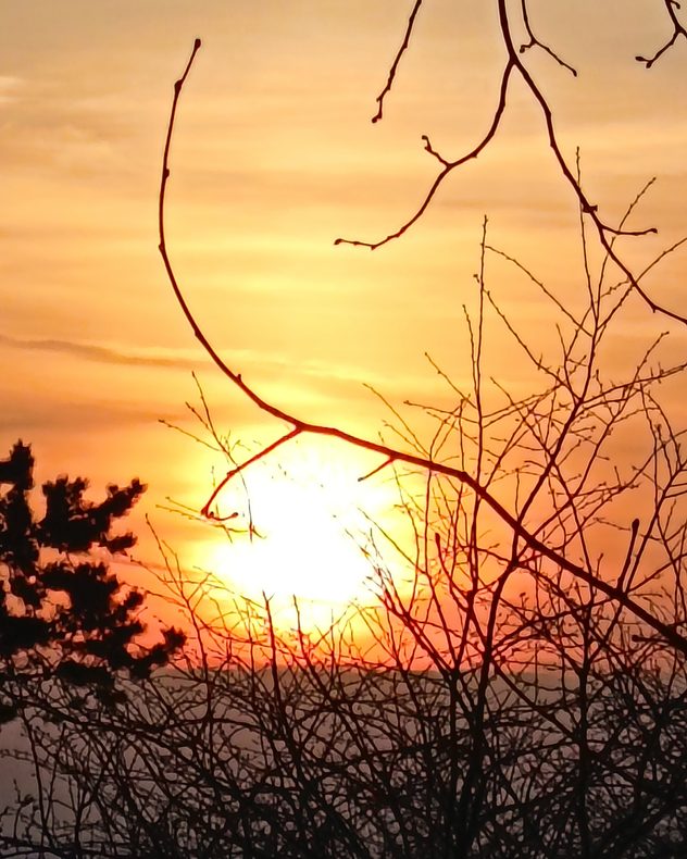 Bright orange sunset low on the horizon with glowing sun partially obscured by silhouetted tree branches and a warm gradient sky.