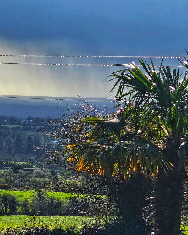 Sunlit countryside landscape with foliage in the foreground, green fields and hedgerows below with rain showers seen in the background.