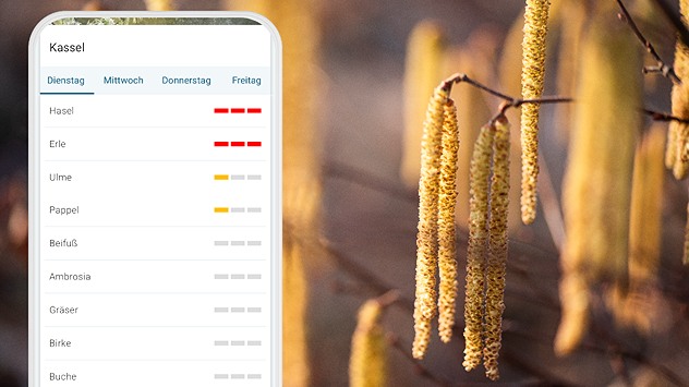Nahaufnahme von blühenden Haselkätzchen. Auf einem Smartphone sind hohe Pollenwerte für Hasel und Erle zu sehen.