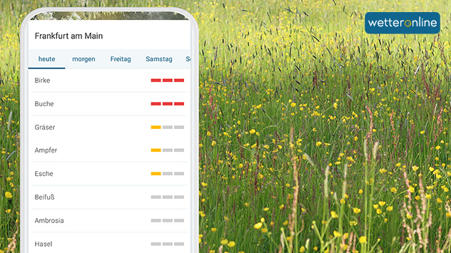 Pollenvorhersage App für Frankfurt - Hintergrund Wiese mit Wildblumen