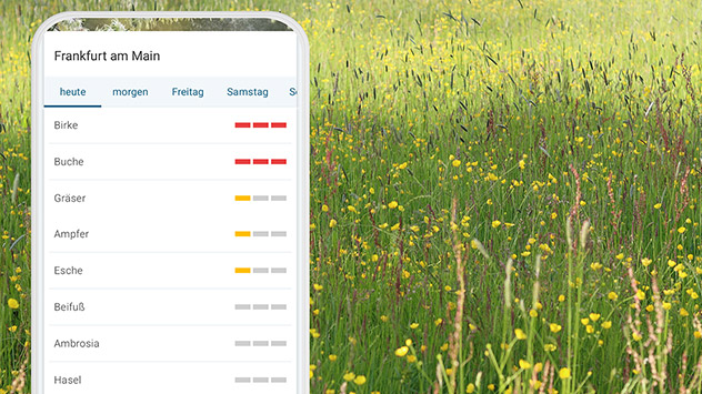 Pollenvorhersage App für Frankfurt - Hintergrund Wiese mit Wildblumen