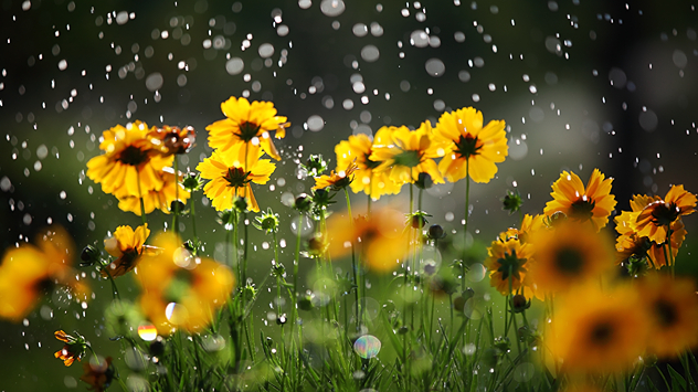 Regen auf einer Blumenwiese mit gelben Blüten.