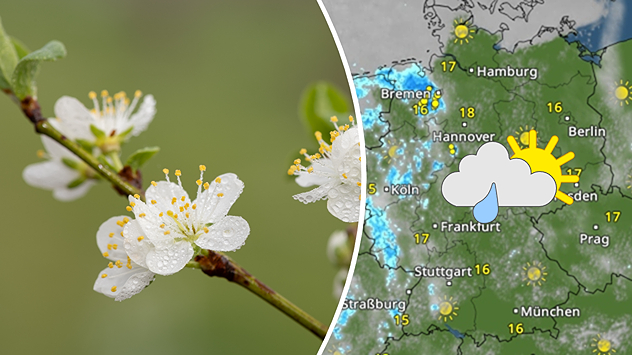 Geteilte Grafik: links weiße Blüten mit Regentropfen am Zweig, rechts eine WetterRadar-Karte von Deutschland mit Sonne-Wolken-Regen-Symbol.
