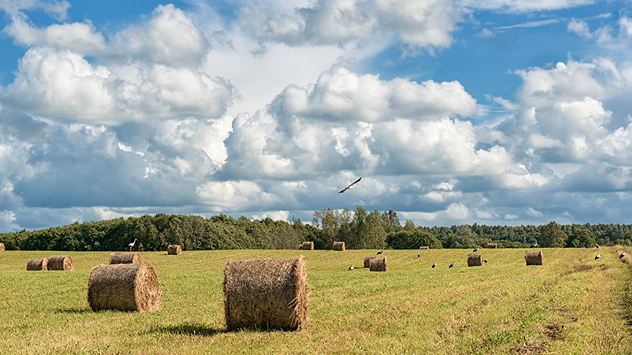 Wiese mit Heuballen unter wolkigem Sommerhimmel.