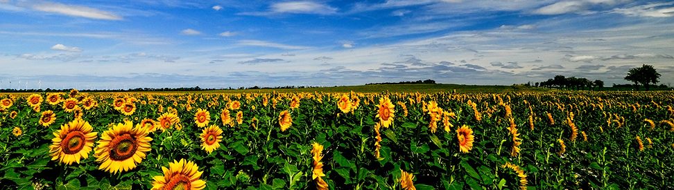 Sonnenblumen blauer Himmel (c) Gabriele Klein