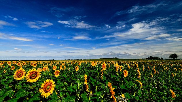 Sonnenblumen blauer Himmel (c) Gabriele Klein