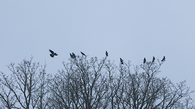Krähen und Baumwipfel vor grauem Himmel.