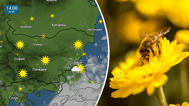 Отляво: Карта на времето за обяд в Неделя, която показва много слънце над страната. Отдясно: Пчела която е кацнала върху цвете
