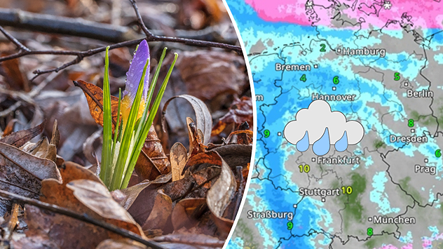 Geteilte Grafik: links ein Krokus zwischen Laub im Sonnenlicht, rechts eine WetterRadar-Karte mit Regengebieten.