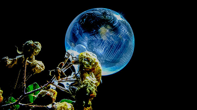 Gefrorene Seifenblase klebt an einer vertrockneten Rosenblüte im bläulichen Licht