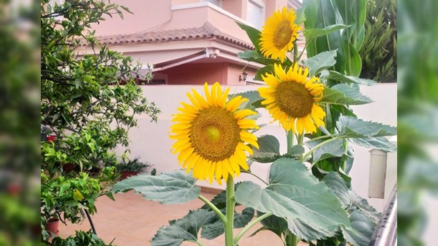 La floración primaveral ha sido protagonista. 