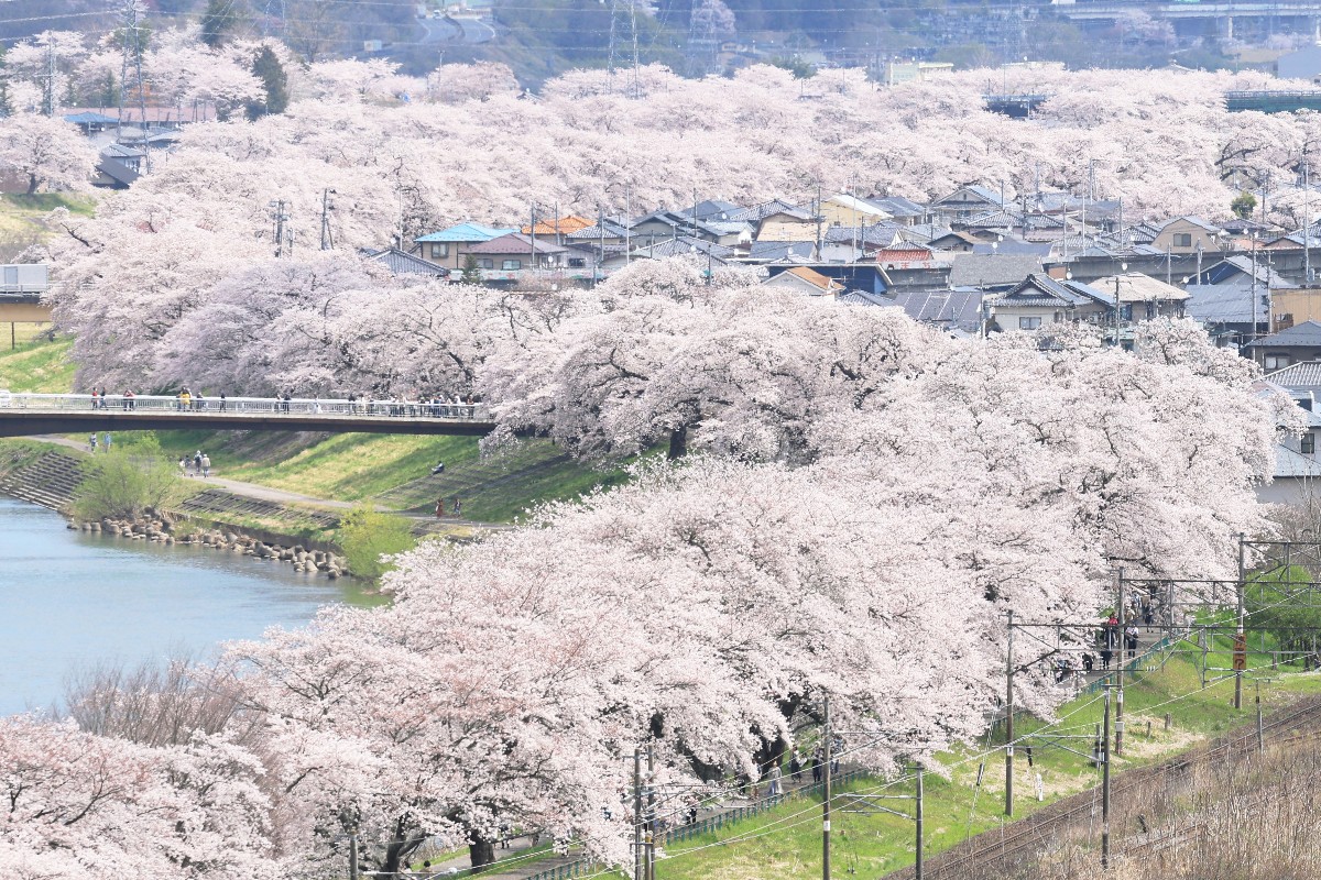 Sea of pink: Cherry blossom in bloom across Japan – Weather News