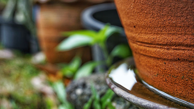 Blumenkübel mit einem wassergefüllten Untersetzer