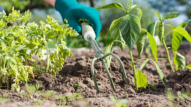 Der Boden in einem Beet wird aufgelockert