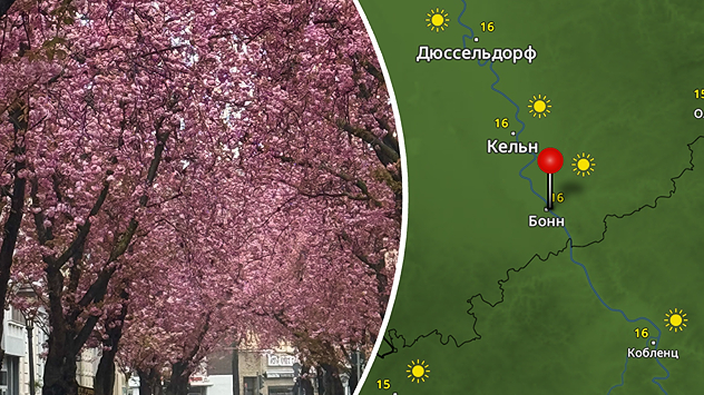 Квітучі рожеві вишні на вулиці поруч із метеорадаром: сонячно, температура близько 19 градусів поблизу Бонна.