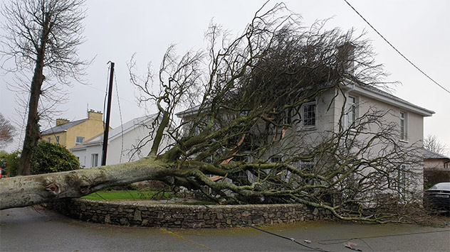 Umgestürzter Baum im Süden Irlands
