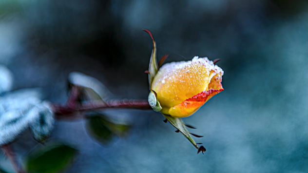 © Heinz-D. Fleck Reif klebt an einer orangen Rose.