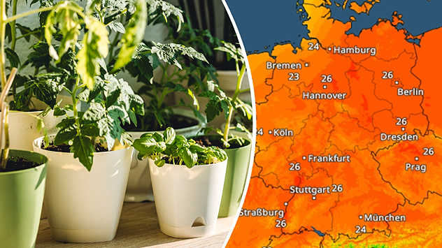 Geteilte Ansicht: Links mehrere grüne Zimmerpflanzen in weißen Töpfen auf einer sonnigen Fensterbank; rechts eine TemperaturRadar-Karte von Deutschland in kräftigen Orange- und Rottönen mit eingezeichneten Städten.