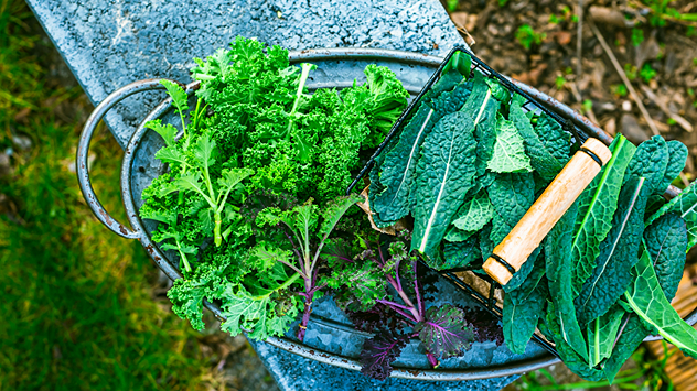 Entre las hortalizas que mejor soportan las bajas temperaturas encontramos las habas, los ajos y las cebollas, que pueden ser sembradas directamente en el suelo. Estas plantas aprovechan el reposo invernal para fortalecer las raíces.