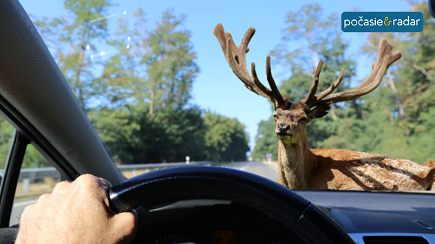 Jeleň na ceste tesne pred stretom s automobilom.