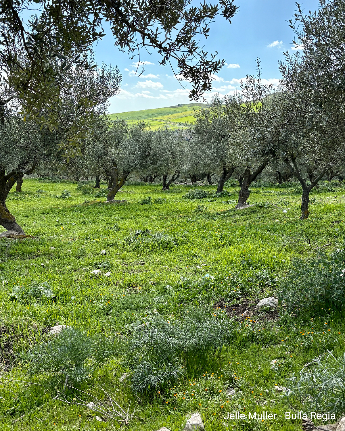 Olive trees in a green meadow with hills in the background.