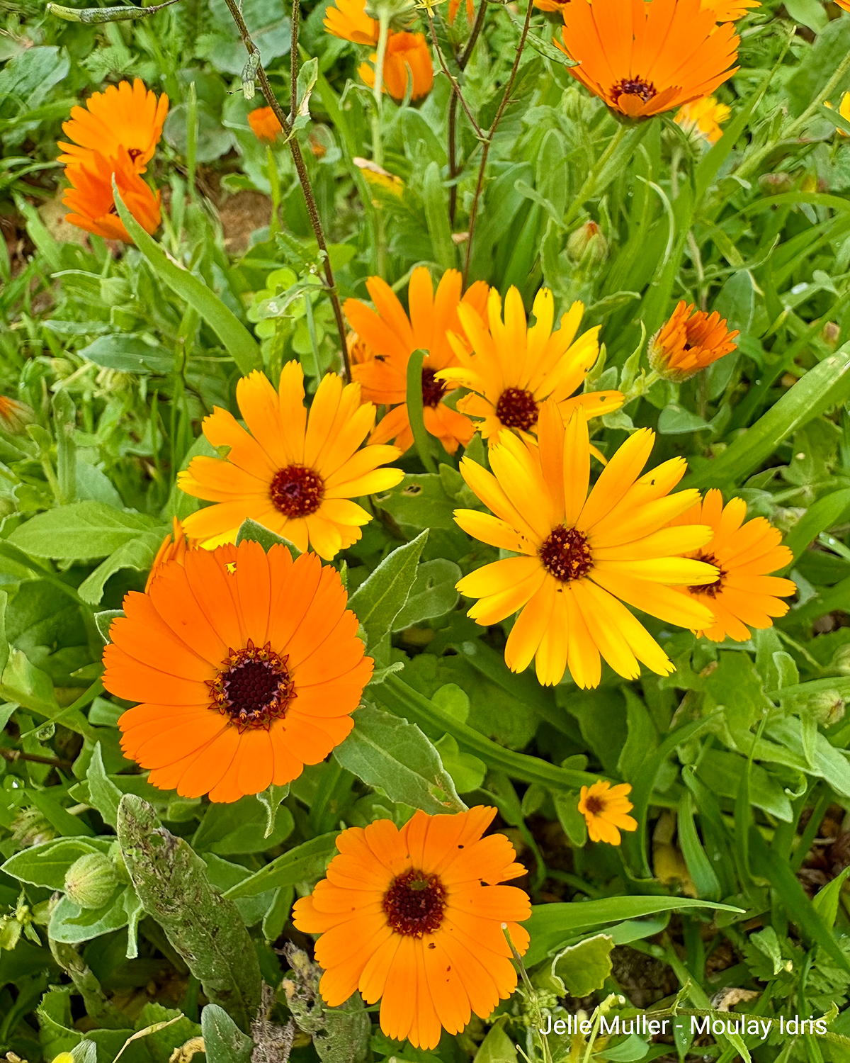 Nahaufnahme orangefarbener Blumen mit grünen Blättern im Hintergrund.