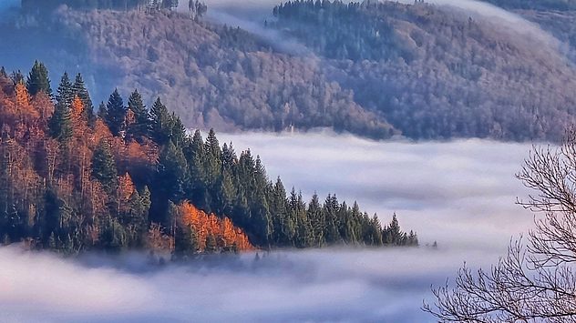 Waldhügel ragen aus einem dichten weißen Nebelmeer, teils herbstlich gefärbt. Sanfte Nebelschichten liegen zwischen den bewaldeten Höhen. (c) Pia Rottmar