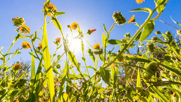 Soleil et chaleur affectent la végétation