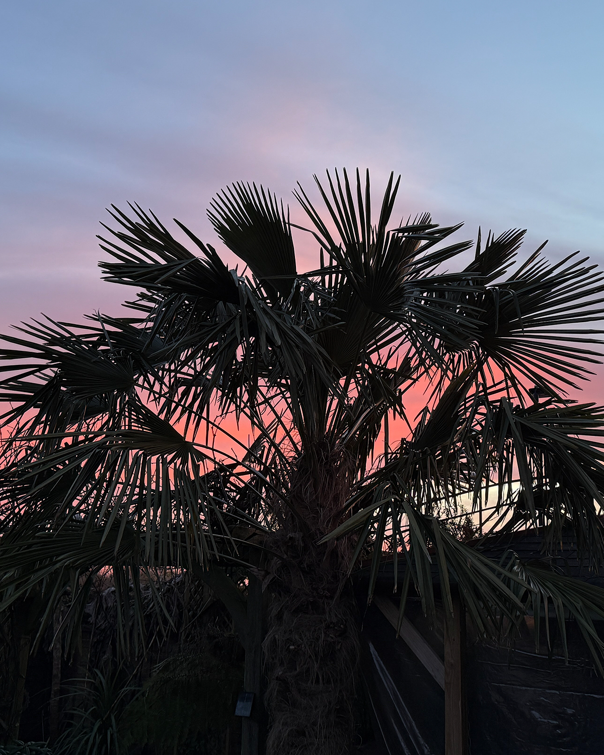 Silhouetted palm tree with wide fronds against a soft pink and blue sunrise sky, with rooftops and garden structures faintly visible below.