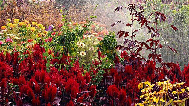 Das A und O ist die richtige Bewässerung. 